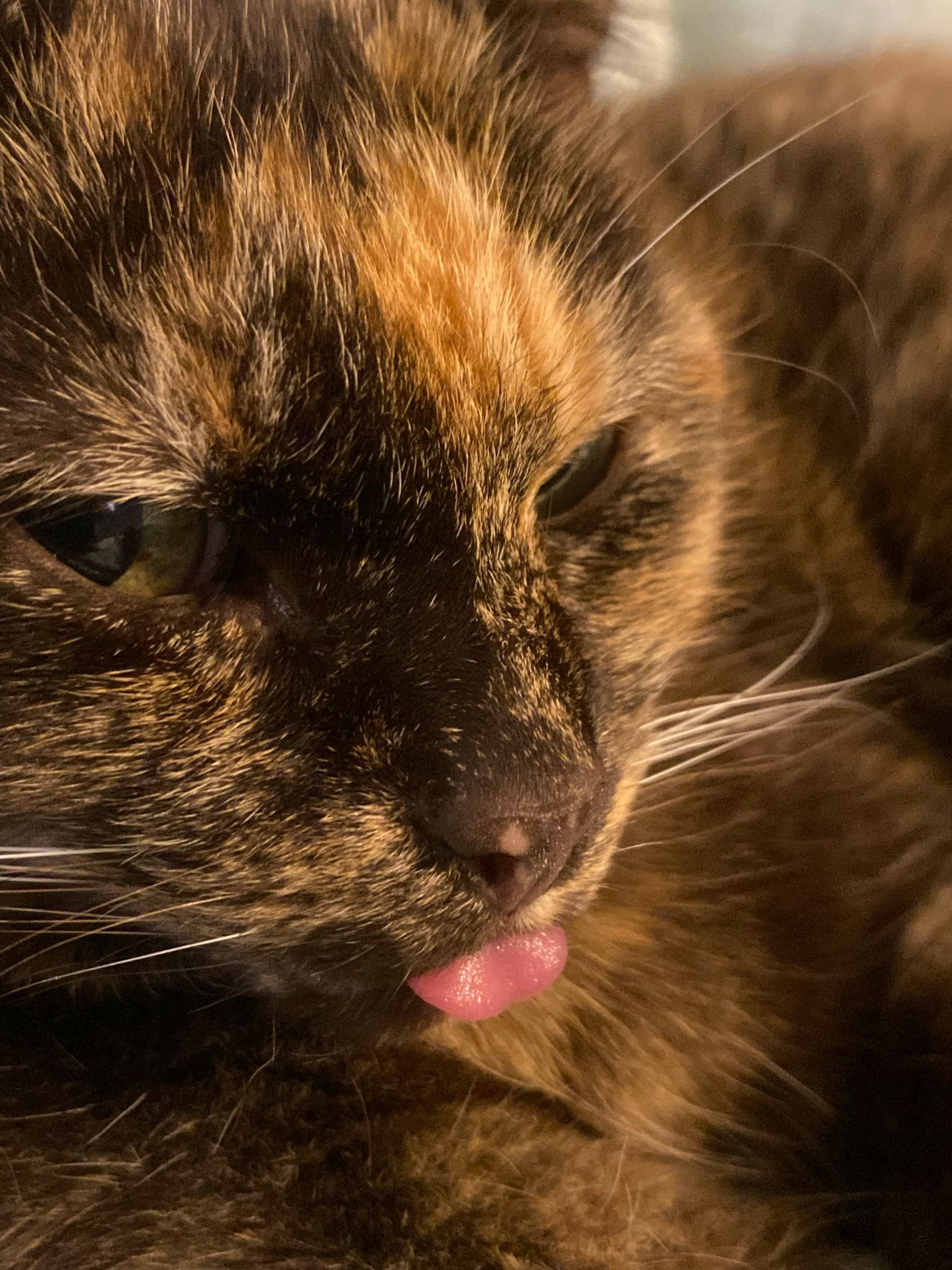 Cat1