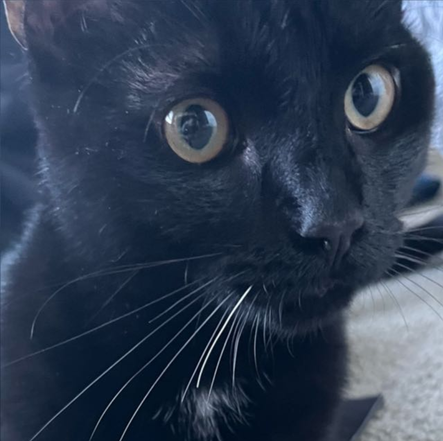 Cat2