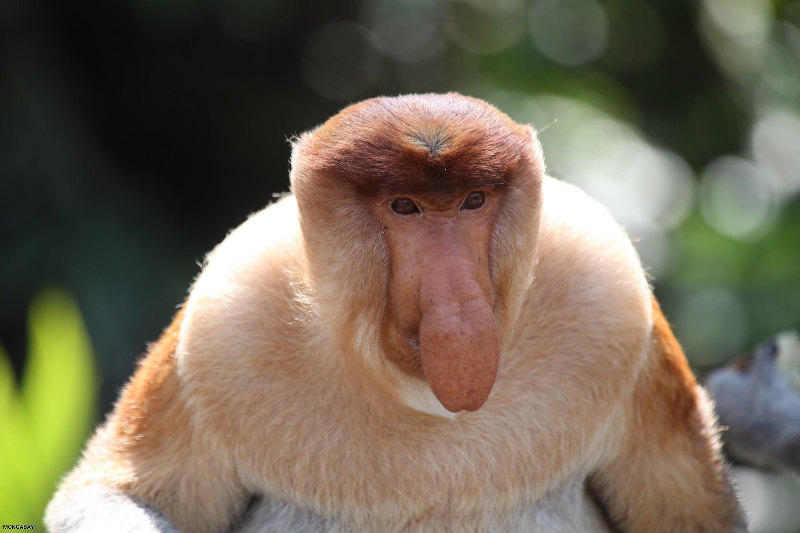 Monkey
