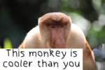 Monkey